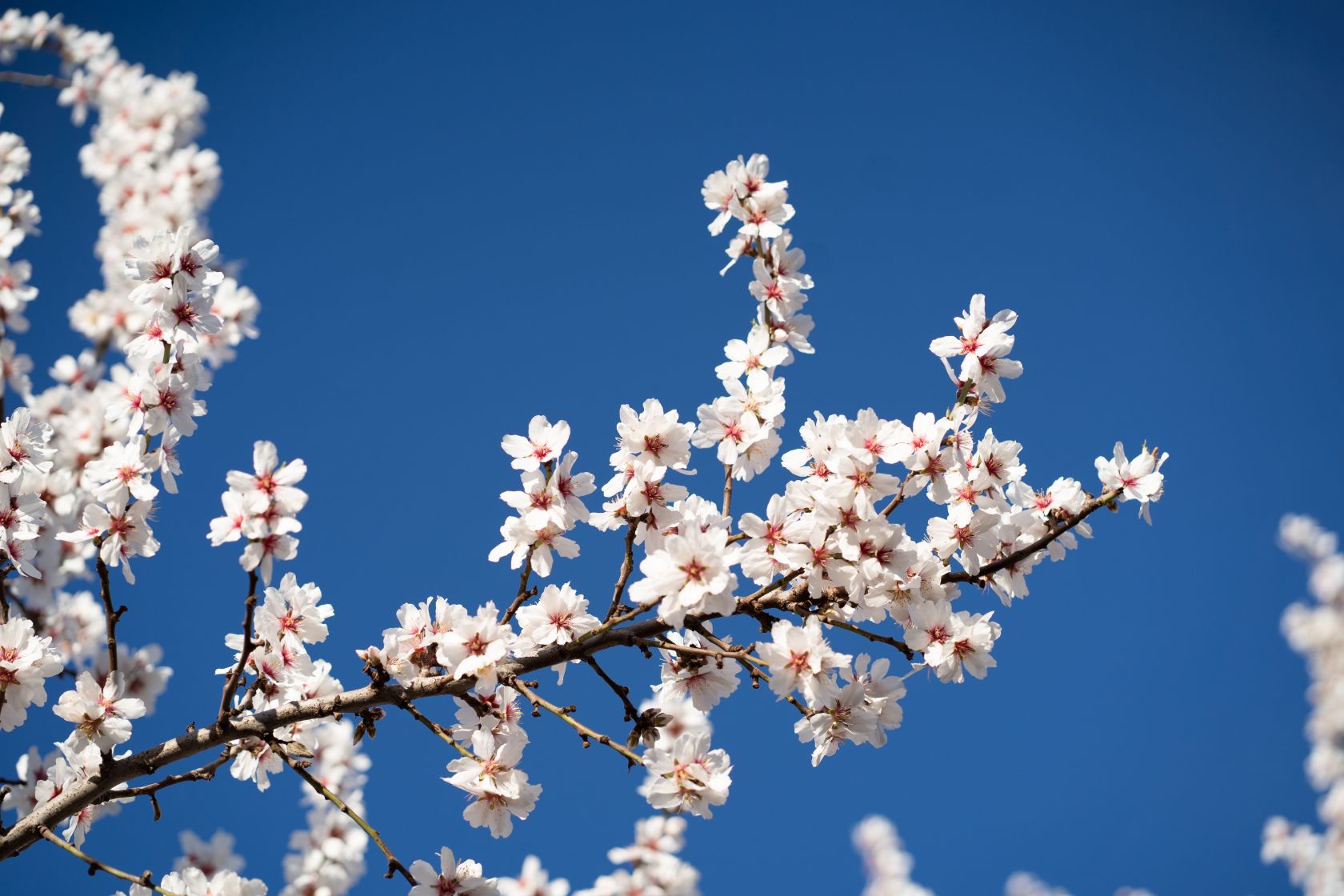Almond festival celebrations - Vimarsana News