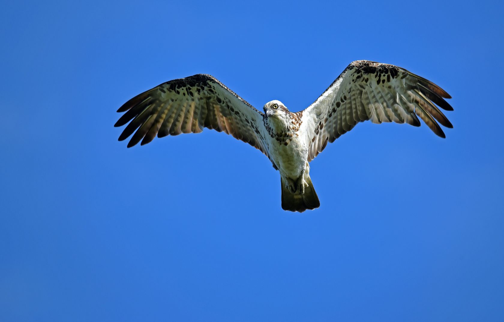 Osprey to be reintroduced this summer - Vimarsana News