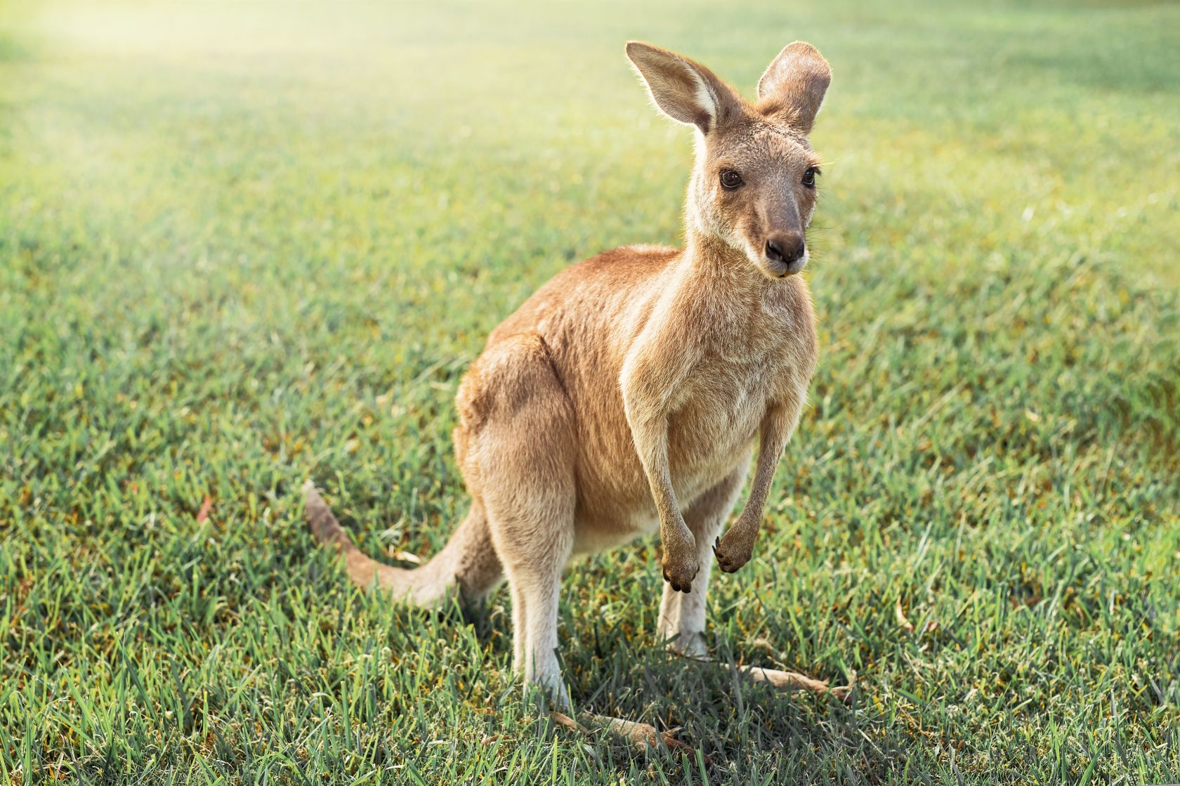 Kangaroo on the loose in Portuguese town - Vimarsana News