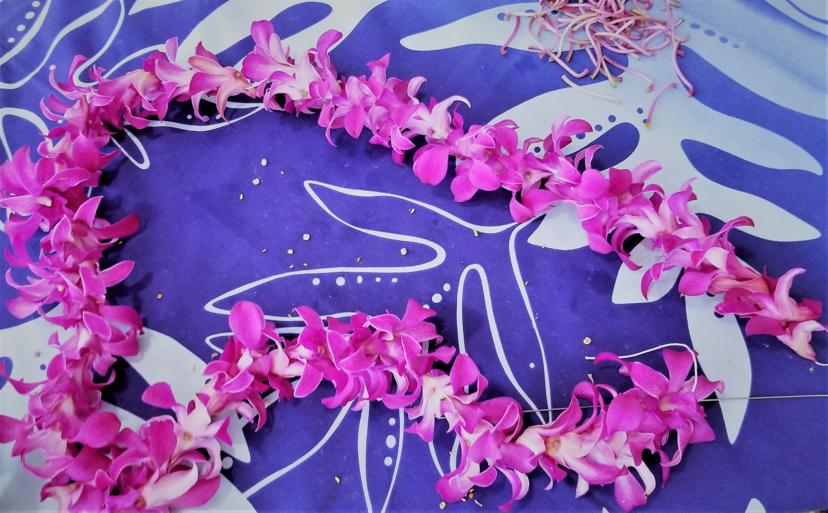 CASA Brings Luau to the Algarve - Vimarsana News