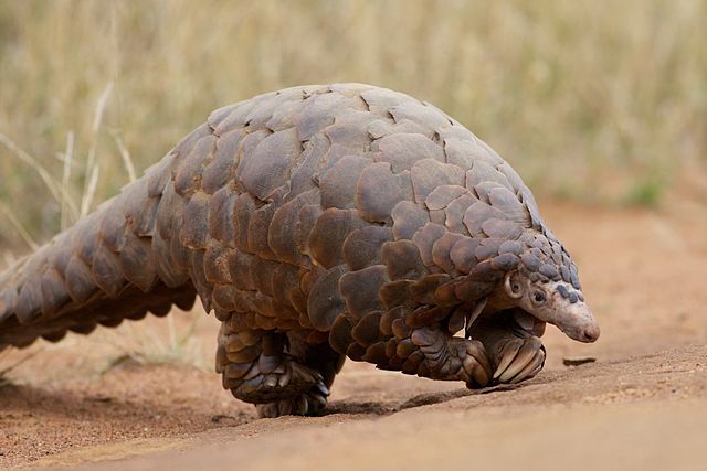 These creatures could die out in 2023 - Vimarsana News