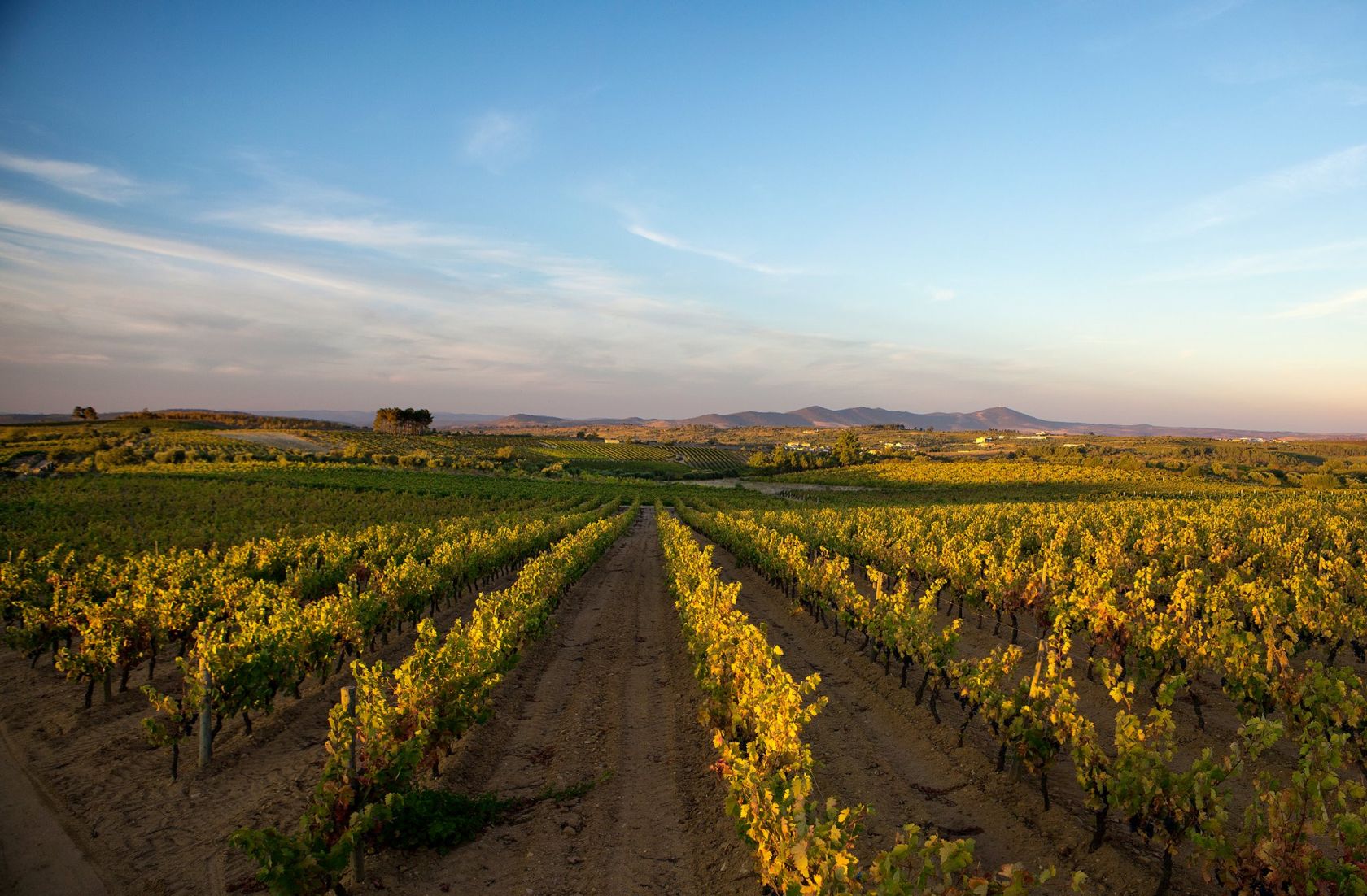 Did you know that there are wines in Portugal's inland border that are unique and unknown to many people! - Vimarsana News