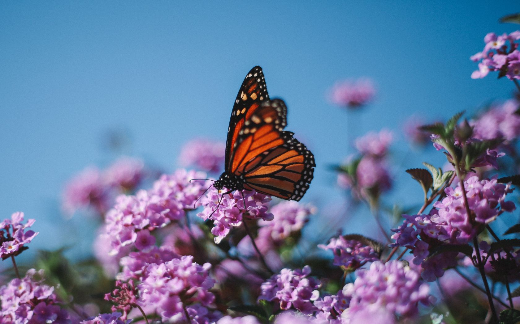 The Monarch Butterfly - Vimarsana News