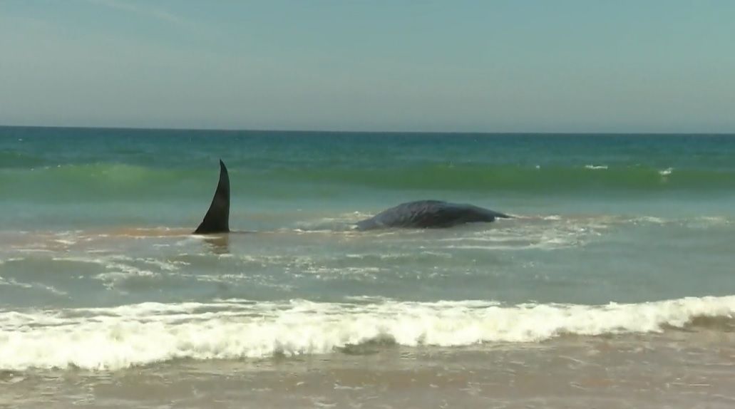 Whale Entity 7 Siblings Borrows $10M USDT to Buy $10M ETH at $1,789, Adding to $1.62B Position