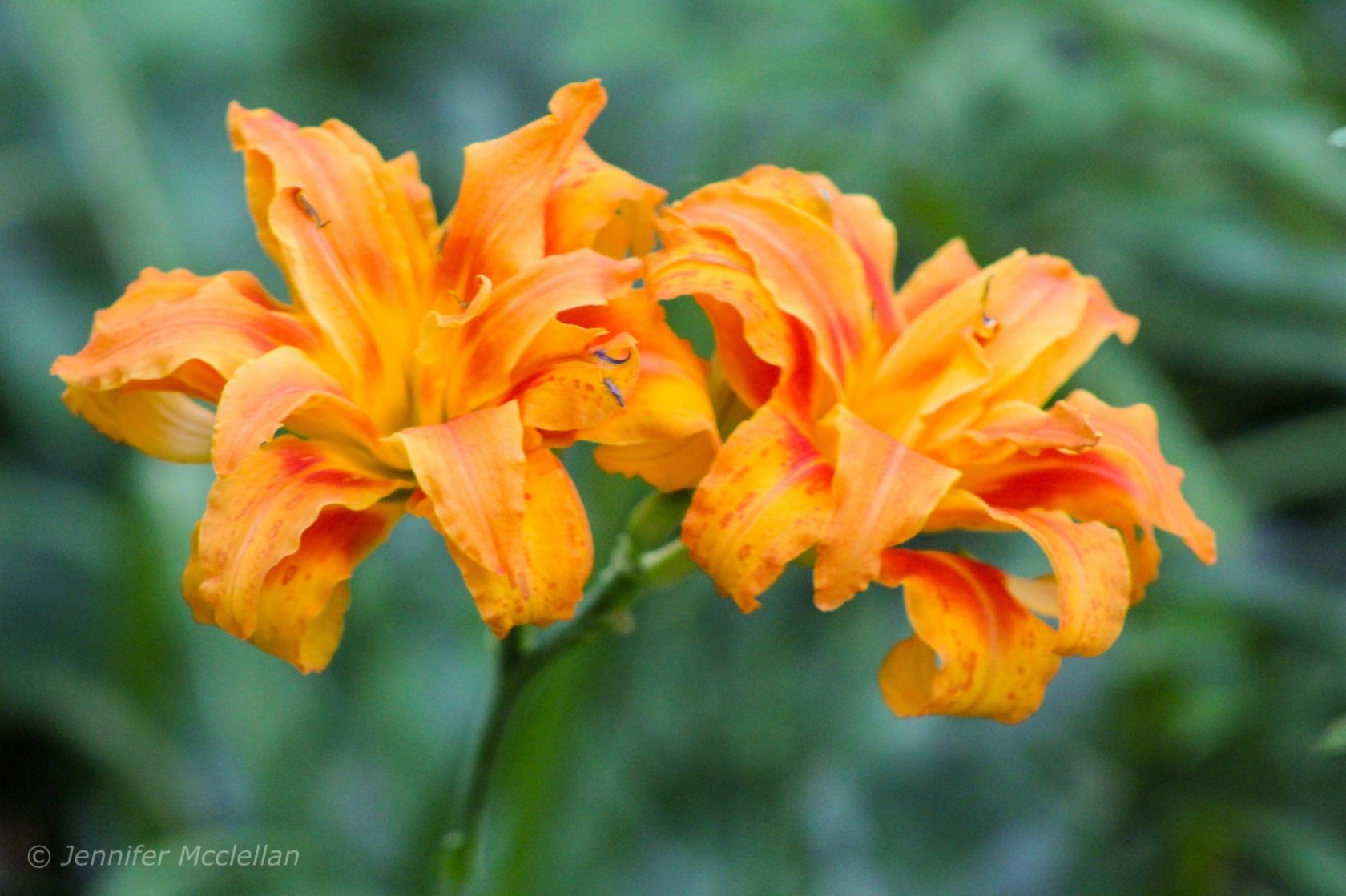 Growing Daylilies - Vimarsana News