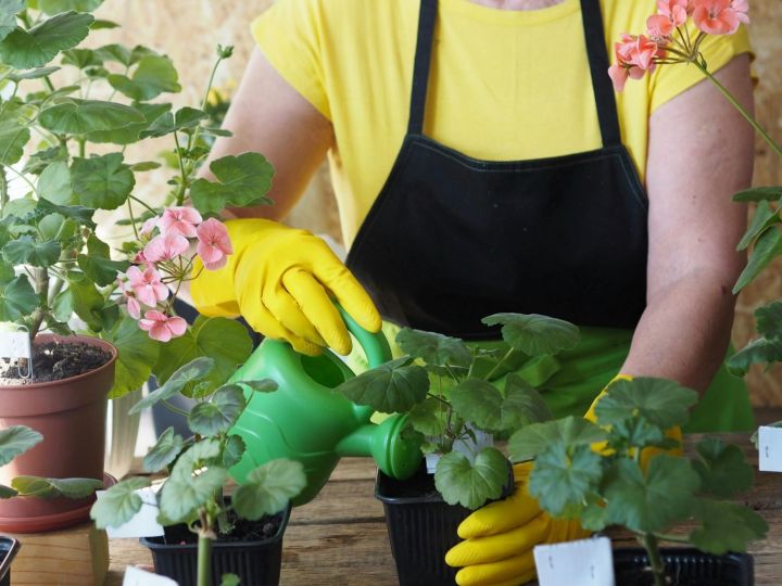 Why are my plants not blooming? The Portugal News