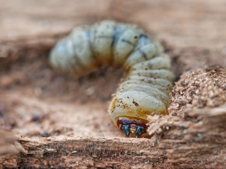 Can woodworm eat my house? The Portugal News